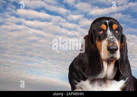 Basset Hound animaux Portrait Banque D'Images