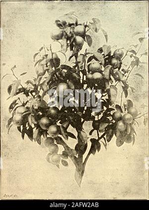 . L'assistant du jardinier ; une exposition scientifique et pratique de l'art du jardin dans toutes ses branches. T dans les meilleures conditions, butvariable. Arbre de croissance robuste sur le stock de poires ; 51 146 les jardiniers ASSISTANT. doit être à double-greffés de réussir sur le coing. Fruitmedium, arrondies, jaune avec un peu de roux, la fonte,et finement parfumé comme ses parents quand dans truecharacter. Beurre d'été. dAremberg-septembre. D'excel-lent au début, la qualité. Arbre de croissance modérée, compact et bien fait forminga pyramide sur le coing. Les fruits. Fig. 943.-Direction de prolifique frangés de poire. petite roundi Banque D'Images