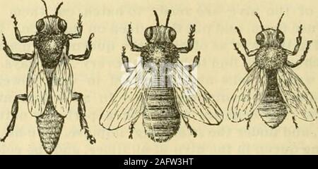 . La culture de l'abeille. Hélas ! Nous avons déjà essayé,un grand nombre d'entre nous, et c'est un vrai travail avoir un peu de cadre, la taille d'un article, al-façons à part contenant des brood. Ireally ne voir aucune façon dans notre shippingbusiness, mais d'envoyer les abeilles dans des cages par thepound, même si je sais qu'un twoframe ou un noyau est beaucoup plus susceptible d'être bien à chaque fois. Nous sommes peut-être comingnearer à un châssis standard que nous ne l'étions il y a quelques années, pour nos élèves A B C arepretty sûr d'avoir la simplicité, andnothing d'autre. Votre idée de l'achat d'abeilles dans la forme de couvain fermé,au lieu d'onesth Banque D'Images