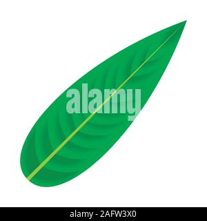 Feuilles de plantes tropicales. Les éléments isolés Illustration de Vecteur