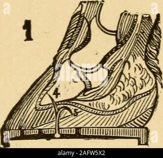 . Un traité sur le cheval et ses maladies : illustré, contenant un 'Index des maladies,' qui donne les symptômes, cause, et le meilleur traitement de chacun, une table donnant les principales drogues ..., une table avec une gravure de la dents du cheval à différents âges ..., une précieuse collection de recettes, et bien d'autres informations précieuses. Regardez bien À VOS PIEDS. HOESES. Banque D'Images