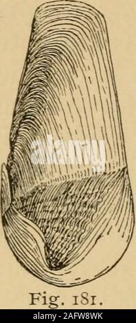 . Coquillages de la côte ouest. Une description de la marine, l'eau douce, mollusques et des terres de l'United States, découvert à l'ouest des Rocheuses ... Comme l'autre Piddocksthe avant une partie de sa coquille est roundedand psbi-like, alors que la dernière partie isnarrow et lisse. Un platecovers triangulaire de la région de la charnière, et le valvesend dans les volets de l'épiderme ou échelles. Il iscommonly trouvés dans les roches plus tendres le long de notre wholecoast. Il existe plusieurs variétés, comme parva, Tryon,qui est très petit. Chez les jeunes individus le statut de pupille pour fin de la coquille n'est pas totalement fermé, mais gapeswidely comme celle de l'Piddoc Banque D'Images