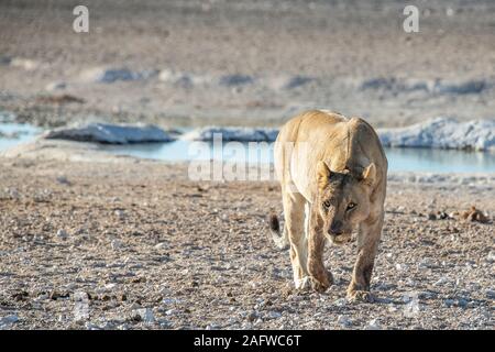 Lionne rôdant par eau à Nubrownii dans le parc d'Etosha Banque D'Images