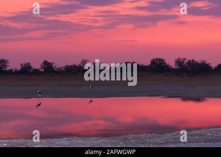 Cigognes à bec de selle dans la lumière du matin à l'aube à woterhole, '3rd Bridge', réserve de gibier de Moremi, delta d'Okavango, Botswana, Afrique australe, Afrique Banque D'Images