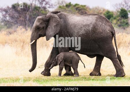 Mère d'éléphant et bébé mignon marchant ensemble dans la savane, réserve de gibier de Moremi, delta d'Okavango, Botswana, Afrique du Sud, Afrique Banque D'Images