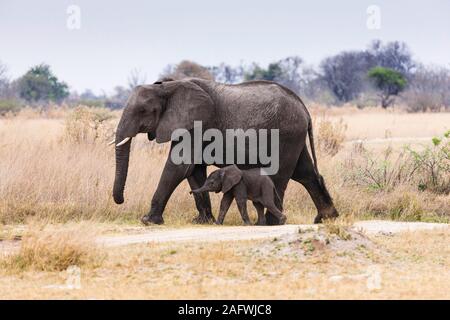 Mère d'éléphant et bébé mignon marchant ensemble dans la savane, réserve de gibier de Moremi, delta d'Okavango, Botswana, Afrique du Sud, Afrique Banque D'Images