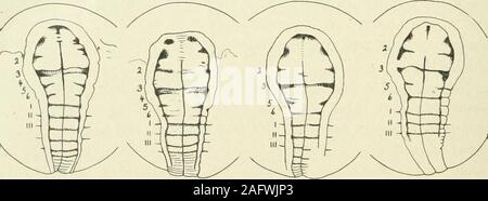 . Journal officiel de la morphologie. 165 166 167 168. 169 170 171 172 Banque D'Images