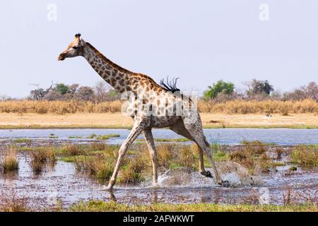 Girafe courant et marche sur la zone humide, réserve de gibier de Moremi, delta d'Okavango, Botswana, Afrique australe, Afrique Banque D'Images