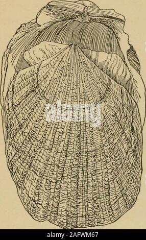 . Coquillages de la côte ouest. Une description de la marine, l'eau douce, mollusques et des terres de l'United States, découvert à l'ouest des Rocheuses ... Dans sa jeunesse il a une coquille symétrique,, ressemblant à un peigne. Son shellis puis distingue par ses oreilles très inégale et les douze personnalités, serratedribs sur sa vanne supérieure. Itsoon s'installe pour la vie pratique et dans certains shel-ment place, tels que l'un vieux insideof Haliotis-shell,attache son tothis soupape de descente et de soutien, jusqu'à yieldsitself circonstances.Il regularityof bientôt perd sa forme et devient en forme d'huître, les so Banque D'Images