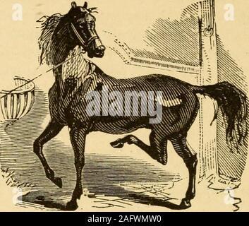 . Un traité sur le cheval et ses maladies : illustré, contenant un 'Index des maladies,' qui donne les symptômes, cause, et le meilleur traitement de chacun, une table donnant les principales drogues ..., une table avec une gravure de la dents du cheval à différents âges ..., une précieuse collection de recettes, et bien d'autres précieux renseignements. mais nous aimerions qu'itremembered qu'il faut du temps pour enlever tout l'élargissement, et en particulier l'ifit existe pour toute longueur de temps, donc nous dire qu'il n'est pas tant dans la quantité utilisée dans un moment donné comme dans le temps qu'il est utilisé. Büro Destruct Banque D'Images