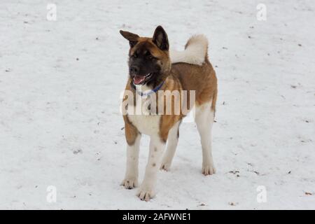 Akita américain mignon chiot est debout sur la neige blanche dans le parc d'hiver. Animaux de compagnie. Chien de race pure. Banque D'Images