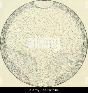 . Journal officiel de la morphologie de surface à la fois studyof eful. vue et sections en série J'en suis venu à la con-clusion que les différences dans les rainures apparaissant dans andlate au début de la ligne médiane de la plaque neurale d'Cryptobranchusare les différences de degré, et non en nature, d'où j'ai utilisé le termneural tout au long de la gorge. Dans la matière vivante l'embryon peut être consultée par transmittedlight. Au cours de la première partie de cette étape (fig. 146 et 147) 502 BERTRAM G. SMITH le large bandes latérales situées dans la partie postérieure de l'oeuf atsome la distance de la ligne médiane sont plus marquées que dans l'étape précédente Banque D'Images