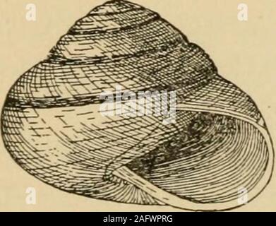 . Coquillages de la côte ouest. Une description de la marine, l'eau douce, mollusques et des terres de l'United States, découvert à l'ouest des Rocheuses ... Leur nourriture se compose uniquement de légumes, et theyprefer feuilles douces, comme celles de la laitue et cab-bage. Tous les vrais escargots ont des coquillages, mais il y a des limaces manynaked ce qui a grandement ressembler à la vraie,escargots à la fois dans leurs habitudes et leur structure. En raison de le grand nombre d'espèces du genre Helix, includedunder bien beenmade ont des subdivisions, basée sur des différences pas très évident pour l'observateur ordinaire Lele. Dans le traitement de notre espèce Banque D'Images