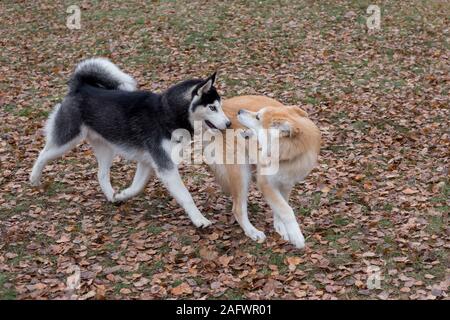 Husky de Sibérie et akita inu chiot jouent dans le parc de l'automne. Animaux de compagnie. Chien de race pure. Banque D'Images