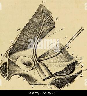 . L'anatomie et de chirurgie de hernie abdominale. physis pubis. b. Apophyse épineuse de l'ilium.cc. Les abdominaux. d. L'arch crural, ou ligament Pouparts. e. Bord de la semi-lunaire fascia lata. ./. Tendon de la coupe oblique externe ouvert. g. Oblique interne et fascia transversalis. h. La partie externe du fascia transversalis. i. La partie interne de la même façade. k. Anneau abdominal interne. /. L'anneau de l'abdomen externes. m m. Cordon spermatique passant à travers les deux orifices du testicule. n. Testicule. o. L'artère épigastrique. p. muscle crémaster. q. Hernie crural.r. Le CCS de la il crural Banque D'Images