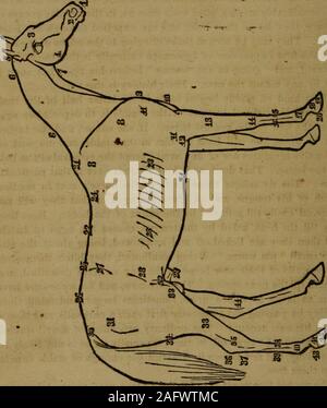 . De Witt's complete American farrier et l' médecin ... avec beaucoup de notes à partir de la meilleur anglais et américains ... mauvais notcome facilement jusqu'adoucie par la salive du cheval. Ici theystay jusqu'à la chaleur, avec l'aide de la langue, provoque l'éclosion des oeufs,et puis ils sont léchés à partir et d'ingestion, d'être à propos de l'oxyure une petite taille. Être avalées par l'attelage, il themselvesto les murs de leur nouvelle maison dans la manière que nous avons décrite, andremain jusqu'au prochain printemps. Ils sont maintenant, et depuis un certain temps, se sont révélés aussi gros qu'un grub d'abeilles, parfois plus importantes, et de s'acquitter par theirdestiny pas Banque D'Images