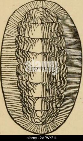 . Coquillages de la côte ouest. Une description de la marine, l'eau douce, mollusques et des terres de l'United States, découvert à l'ouest des Rocheuses ... e meilleure façon de préparer les spécimens fine isto lier l'animal vivant, car il s'appuie dans une casserole d'eau de mer, sur une pierre plate ou un peu de bardeau. Il canthen être placés dans l'eau douce chaude, lorsque, après avoir thelack de sel a détruit la vie et la contractilité musculaire son haslost, l'animal peut être Non consolidé, les viscères enlevés avec un couteau pointu, et le partsto être préservé placé dans une position à plat pour sécher. Nous avons un bon nombre d'espèces dont la princi-pal sur Banque D'Images