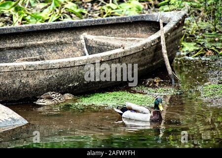 La famille Mallard, homme, femme et petit canard, en face du vieux bateau à rames par Balmaha dans le quartier de la rive est du Loch Lomond dans les Trossachs national park Banque D'Images