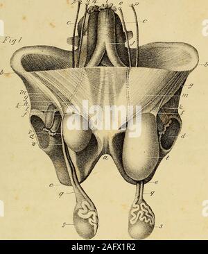 . L'anatomie et de chirurgie de hernie abdominale. sur le côté opposé. Explication DE LA PLAQUE VII.- %2. Une vue intérieure de la même préparation montrant l'orifice d'thehernial avec le sac, les situations relative de l'épigastre et spermaticvessels. a. Symphyse pubienne. b. Apophyse épineuse antérieure et supérieure de l'ilium, ch. La colonne vertébrale.d d d d. Les abdominaux tiré vers le bas pour montrer la cavité du bassin. e. La vessie. f. Le rectum. g. Bifurcation de l'aorte.h. L'infériorité de la cava.i i. Artères spermatiques.k k. Les veines spermatiques.I. Canal déférent.m m. Les veines et artères épigastriques.n n Banque D'Images