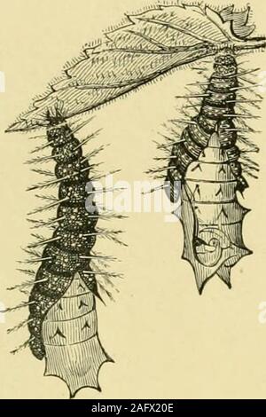 . Les transformations (ou métamorphoses) d'Insectes (Insecta, Myriopodes, arachnides, et crustacés) : être une adaptation, pour les lecteurs français, de M. Émile Blanchard's 'Metamorphoses, moeurs et instincts des insectes ;' et une compilation des œuvres de Newport, Charles Darwin, Spence Bate, Fritz Müller, Packard, Lubbock, Stainton, et d'autres. Banque D'Images