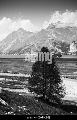 Balade autour du Lac de Sils - Vallée de la Haute-engadine - Suisse - image en noir et blanc Banque D'Images