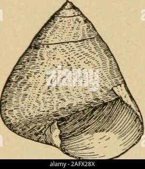 . Coquillages de la côte ouest. Une description de la marine, l'eau douce, mollusques et des terres de l'United States, découvert à l'ouest des Rocheuses ... ew très lourds, spiralridges arrondies et ondulées, passages à niveau. La coquille est ornearly gris noir ; l'ombilic est grand et marqué avec une tache jaune vif, qui donne l'espèce itsname. La coquille est d'environ 2,5 cm de long. Le Naseux Turban, Chlorostomagallina, Fb., gal-li-na, est montré inFig. 70. ^ / Il est de la taille de la dernière es-pèce, et a une coquille solide, surtout blackin couleur, mais alighter finement tacheté de l'ombre, comme les plumes de l'aFig. Banque D'Images