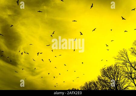 Silhouette basse d'un troupeau d'oiseaux volant sous le ciel jaune sur les arbres sans feuilles Banque D'Images