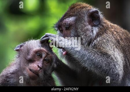 Macaques s'engageant dans un comportement de toilettage classique dans la forêt de singes d'Ubud, Bali, Indonésie Banque D'Images