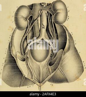 . L'anatomie et de chirurgie de hernie abdominale. e. gg. Les reins. h h. Aorte. i i. Les artères iliaques. k k. Artères épigastriques, découlant de la les artères iliaques, et passant entre l'embouchure de la sac herniaire et de la symphyse pubienne, mais toujours proche de l'intérieur de la bouche de chaque sac. //. Artères spermatiques, découlant de l'aorte, et passant hors de l'abdomen derrière le sac herniaire. m m. Cava inférieure. n. Veine iliaque. o o. Les veines épigastriques accompagnant les artères épigastriques. q q. Les veines spermatiques, découlant sur le côté droit de l'inferiorcava, sur la gauche, de l'e Banque D'Images