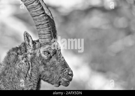 Portrait du roi, dans les montagnes des Alpes Bouquetin des Alpes (Capra ibex) Banque D'Images