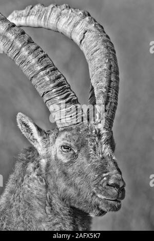 Portrait du roi, dans les montagnes des Alpes Bouquetin des Alpes (Capra ibex) Banque D'Images