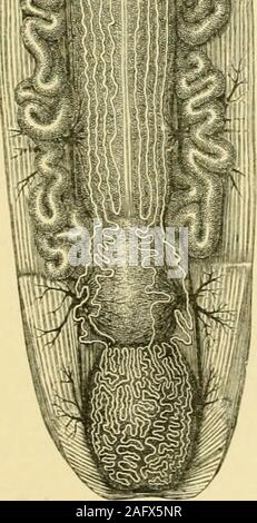 . Les transformations (ou métamorphoses) d'Insectes (Insecta, Myriopodes, arachnides, et crustacés) : être une adaptation, pour les lecteurs français, de M. Émile Blanchard's 'Metamorphoses, moeurs et instincts des insectes ;' et une compilation des œuvres de Newport, Charles Darwin, Spence Bate, Fritz Müller, Packard, Lubbock, Stainton, et d'autres. Banque D'Images