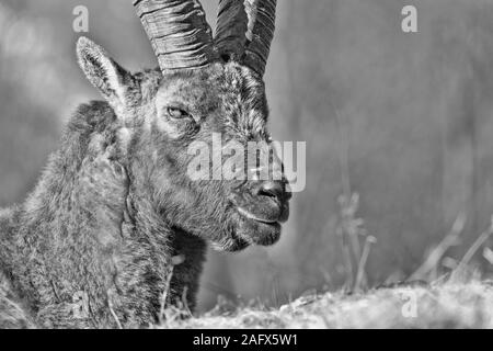 Portrait du roi, dans les montagnes des Alpes Bouquetin des Alpes (Capra ibex) Banque D'Images