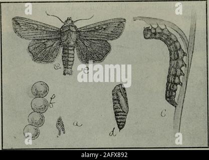 . Annexe aux Journaux du Sénat et l'Assemblée générale de la ... session de l'Assemblée législative de l'État de Californie. cribed.-l'oeuf de l'armée-wormmoth est une petite sphère blanchâtre avec un diamètre de seulement environ un fiftiethof d'un pouce. Quand d'abord déposé il est mat et opaque, mais bientôt après-ward il devient brillant et plus ou moins d'irisation. Juste avant l'éclosion 142 RAPPORT DU CONSEIL D'ÉTAT DE L'HORTICULTURE. il apparaît beaucoup plus sombre. Le contour sphérique dans de nombreux spécimens par ischanged la matière collante qui leur sont rattachés au moment de l'eggsare déposés. Lorsque la larve est de taille adulte, de la forme Banque D'Images