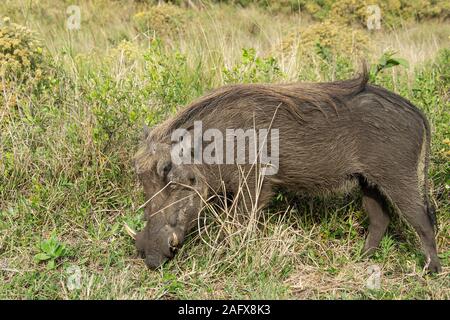 Phacochère pâturage sur l'herbe luxuriante dans la zone humide d'iSimangaliso. Banque D'Images