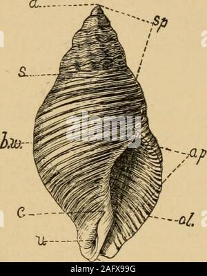 . Coquillages de la côte ouest. Une description de la marine, l'eau douce, mollusques et des terres de l'United States, découvert à l'ouest des Rocheuses ... et du sud de l'Alaska. La coquille d'un spécimen adulte est un pouce anda la moitié de temps. Il est en forme de fuseau, c'est, c'est largestin au milieu, et s'effile à intérieur chaque extrémité. Il n'y a anopening sur le côté droit de l'extension shell, environ la moitié l'wayto apex ou point. Thisopening s'appelle l'ouverture,et est marqué ap. Cette ouverture est sometimescalled l'embouchure de la coquille,s'il n'est en aucun sens, themouth de l'animal ; mais sinceit a été appelé Banque D'Images