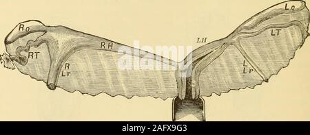 . Gyncology clinique, soins médicaux et chirurgicaux. -A, de l'utérus ; b, fundus ; cd, de l'axe longitudinal du corps de l'utérus ; /, tube;g, ovaire ; h, de l'ovaire ; je, ligament ligament rond ; k, parovarium. Ce caractère de l'utérus. Habituellement les tubes et les ovaires sont de même illdeveloped, mais parfois les ovaires sont parfaitement normales dans anatomicaldevelopment et fonction physiologique ; il s'agit d'un malheureux conjunctionof, conditions de l'activité périodique des ovaires et de l'encombrement du bassin sont le déclin par la décharge menstruel, et des individus ainsi 15 226 ANOMALIES DE DÉVELOPPEMENT DANS L'appareil génital Banque D'Images