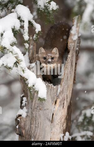 La martre d'Amérique (Martes americana ) en hiver, assis dans un arbre, observant avec attention, le contact oculaire, Yellowstone NP, USA. Banque D'Images