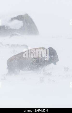 Bison d'Amérique / Amerikanischer ( Bison bison bison ) dans un blizzard, des conditions hivernales difficiles, en marchant le long de la poudrerie, NP Yellowstone, Wyoming, USA. Banque D'Images