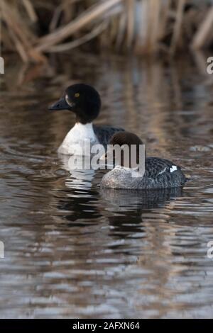 Le garrot d'Islande / Spatelenten ( Bucephala islandica ) en hiver, avec de jeunes femmes adultes, natation sur une rivière, région de Yellowstone, Montana, USA. Banque D'Images