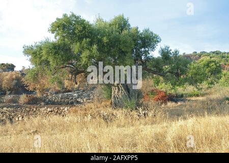 Vieux knobby Olivier, Olivier (Olea europaea) à Limni Keriou, l'île de Zakynthos, Grèce Banque D'Images