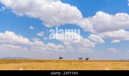 Image panoramique de la solitude pour acacia dans Savannah dans le Parc National du Serengeti, Tanzanie - Safari en Afrique Banque D'Images