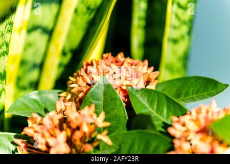 Ixora chinensis, communément appelé ixora chinois, est une espèce de plantes du genre Ixora. Banque D'Images