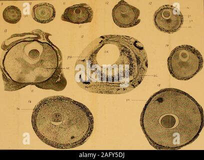 . Journal officiel de la morphologie. ng à travers le ooplasm irrégulièrement. 16, de l'ovocyte 203 x 166m ; deuxième période de croissance. Couper dans le long et obliqueljto l'axe polaire. Une étape ultérieure de la fig. 15 ; de l'autre ovaire. Le germinalvesicle est plus périphériques et le substance chromidial. ooplasm par diffusion est 17 x 198 ovocytes, 162m, coupé en long et axes polaires. Vu d'un A123 de l'ovaire fixé dans le formol-bichromatée et colorées avec SudanIII. Les sphérules lipoid, (s.c.) apjKMir noir, la lumière(M- région centrale est le yolknucleus qui s'élargit. Le protopla périphérique Banque D'Images