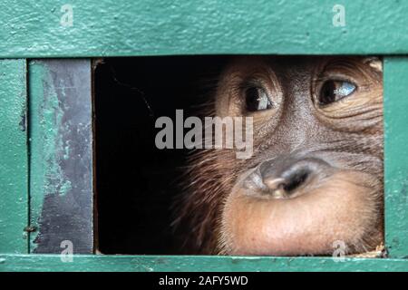 Jakarta, Indonésie. 25Th Dec 2019. Un bébé orang-outan de pics de l'intérieur d'une cage après l'atterrissage à l'aéroport le Kualanamu à Medan, au nord de Sumatra, Indonésie, le 17 décembre 2019. Un bébé orang-outan sera relâché dans la nature dans le Nord de Sumatra. Un trafiquant russe drogué et il n'a pas réussi à faire de la contrebande hors de Bali. Credit : Alberth Damanik/Xinhua/Alamy Live News Banque D'Images