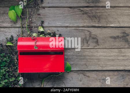 Boîte en bois rouge sur fond de mur avec de petites plantes lierre. Banque D'Images