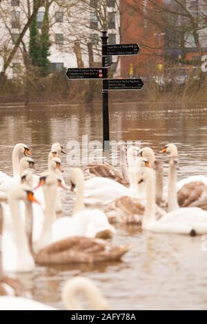 Worcester, Worcester, Royaume-Uni. 25Th Dec 2019. Cygnes prendre la dernière inondation de frapper la ville de Worcester dans la foulée que la rivière Severn rompt ses banques de mettre certaines parties de la rivière sous plusieurs mètres d'eau. Crédit : Peter Lopeman/Alamy Live News Banque D'Images