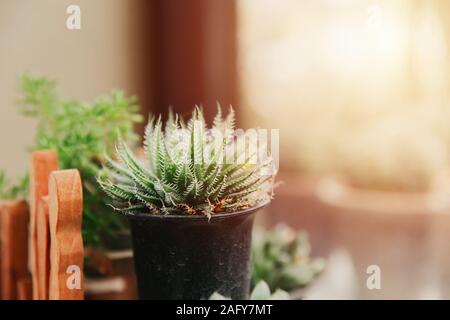 Mini succulent avec soft épine dans le jardin pot à décor vert accueil windows plante d'intérieur. Banque D'Images