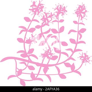 Aquarelle le thym. Dessiner à la main des branches de thym illustration. Objet vecteur d'herbes plat isolé sur fond blanc vector illustration Illustration de Vecteur