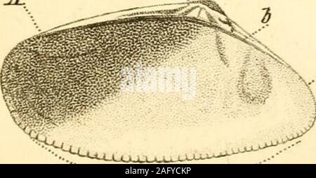 . Le texte du conchologist-livre, embrassant les arrangements de Lamarck et Linné, avec un glossaire de termes techniques. Banque D'Images